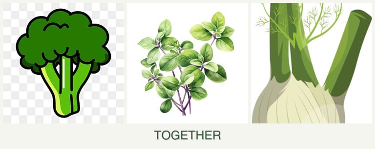 Can you plant broccoli, oregano and fennel together?