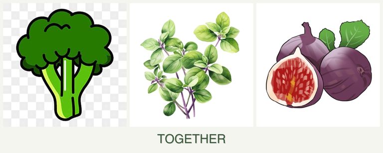 Can you plant broccoli, oregano and figs together?