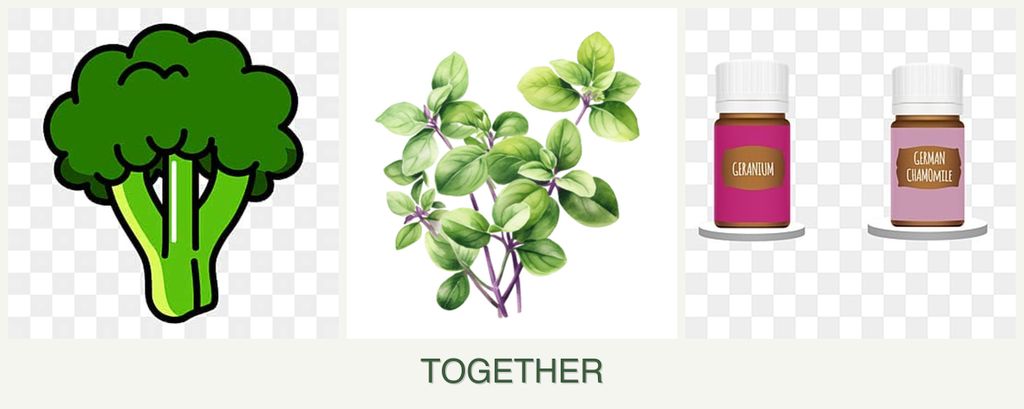 Can you plant broccoli, oregano and geraniums together?