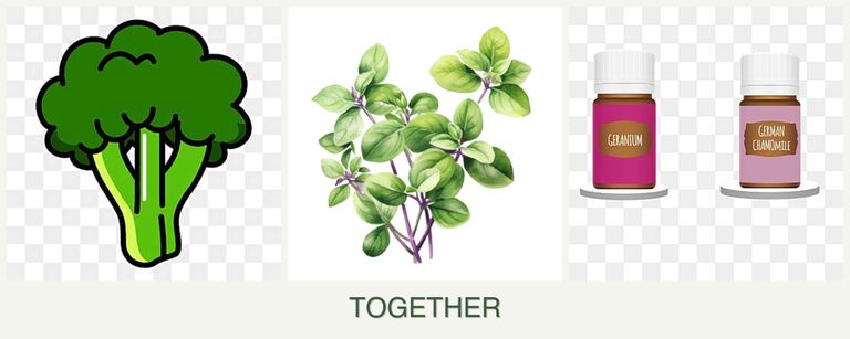 Can you plant broccoli, oregano and geraniums together?