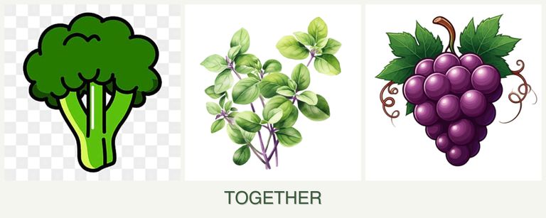 Can you plant broccoli, oregano and grapes together?