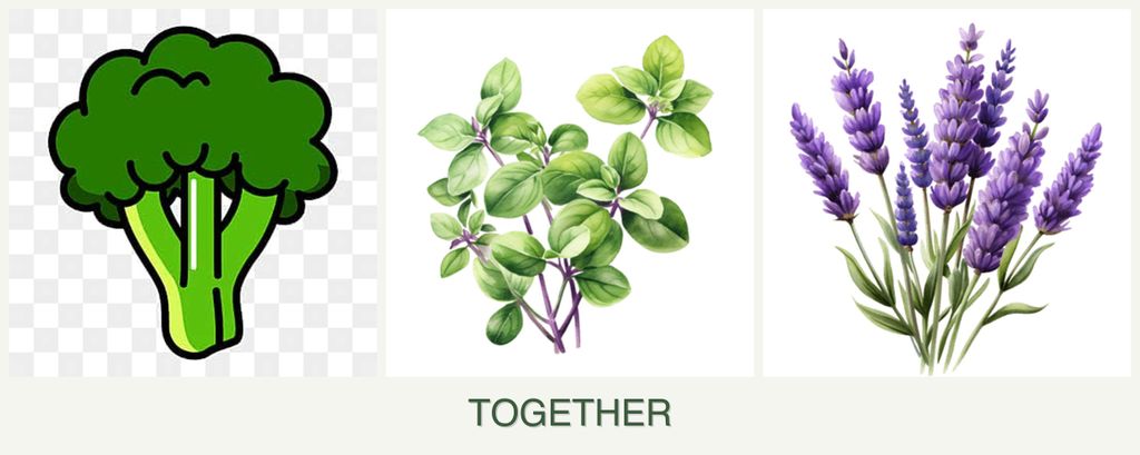 Can you plant broccoli, oregano and lavender together?