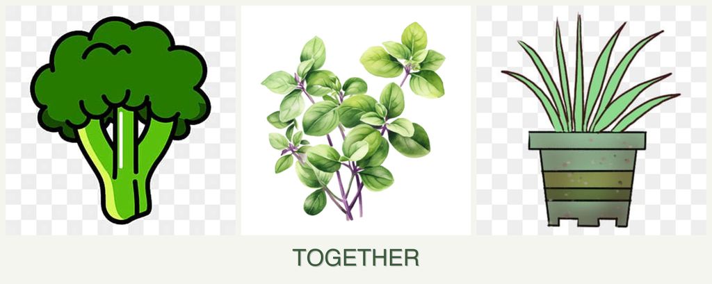 Can you plant broccoli, oregano and lemongrass together?