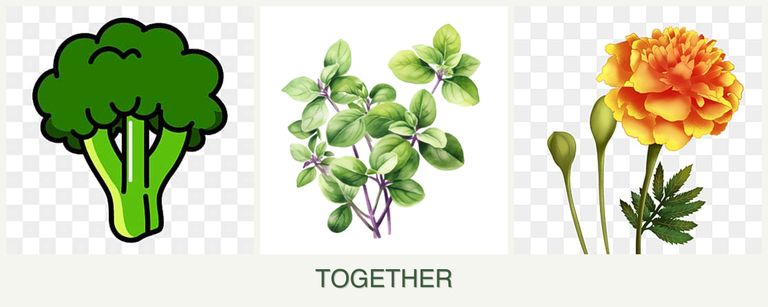 Can you plant broccoli, oregano and marigolds together?