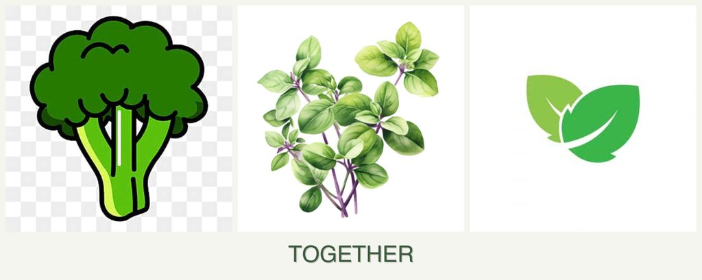 Can you plant broccoli, oregano and mint together?
