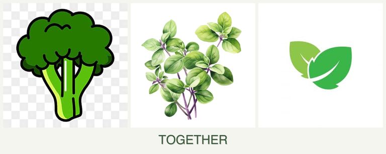 Can you plant broccoli, oregano and mint together?