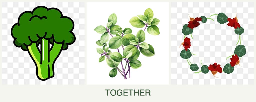 Can you plant broccoli, oregano and nasturtiums together?