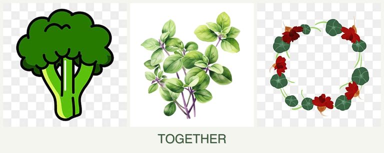 Can you plant broccoli, oregano and nasturtiums together?