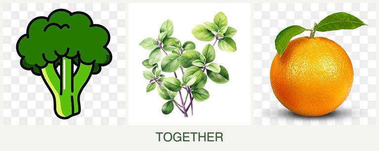 Can you plant broccoli, oregano and oranges together?