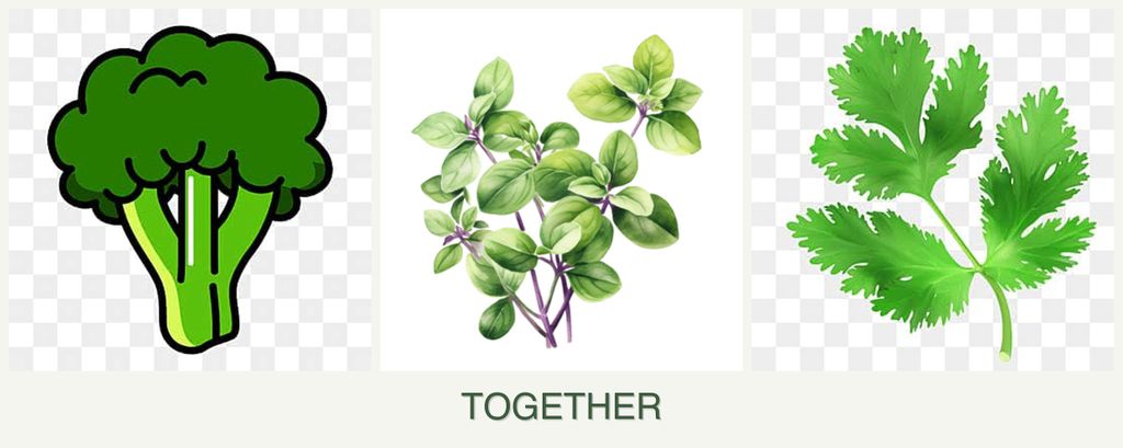 Can you plant broccoli, oregano and parsley together?