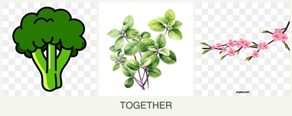 Can you plant broccoli, oregano and peaches together?