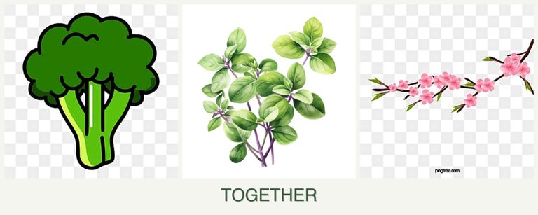 Can you plant broccoli, oregano and peaches together?