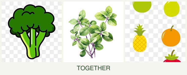 Can you plant broccoli, oregano and pears together?