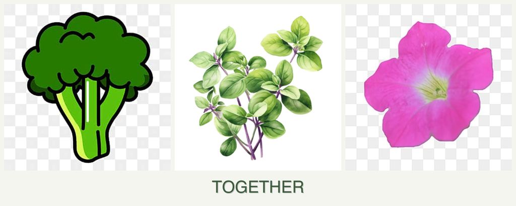 Can you plant broccoli, oregano and petunias together?