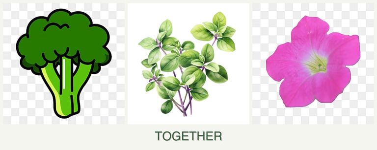 Can you plant broccoli, oregano and petunias together?