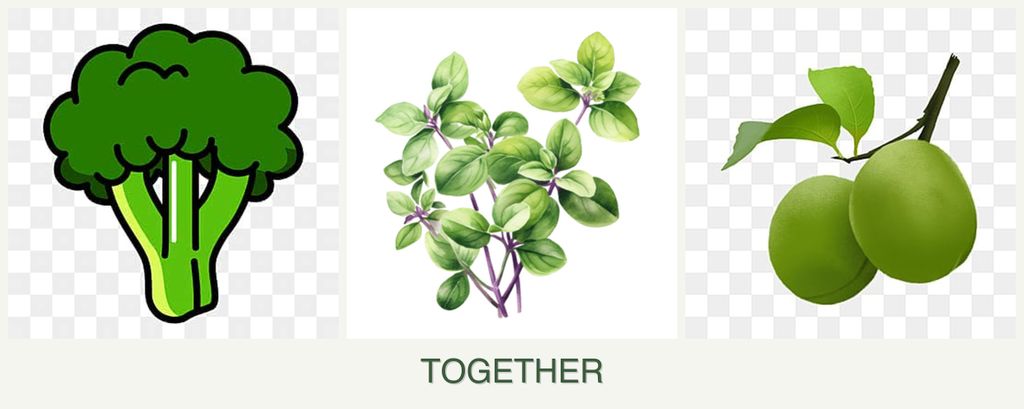 Can you plant broccoli, oregano and plums together?
