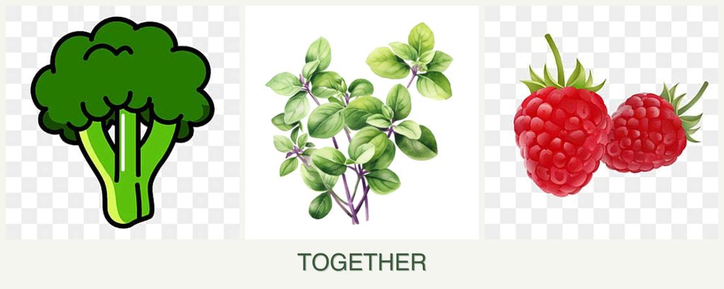 Can you plant broccoli, oregano and raspberries together?