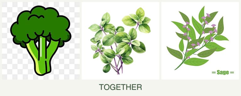 Can you plant broccoli, oregano and sage together?
