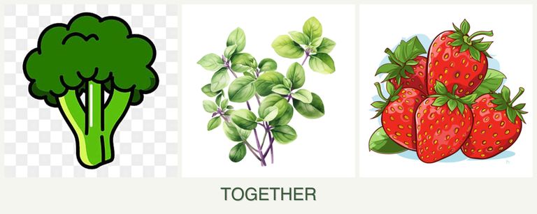 Can you plant broccoli, oregano and strawberries together?