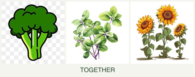 Can you plant broccoli, oregano and sunflowers together?