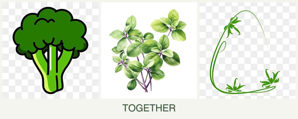 Can you plant broccoli, oregano and tarragon together?