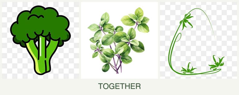 Can you plant broccoli, oregano and tarragon together?