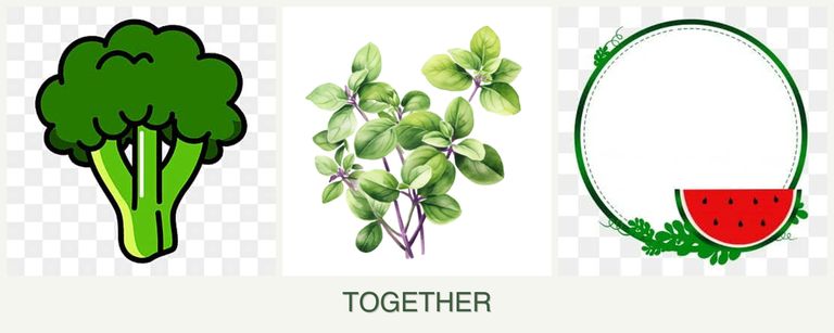 Can you plant broccoli, oregano and watermelons together?