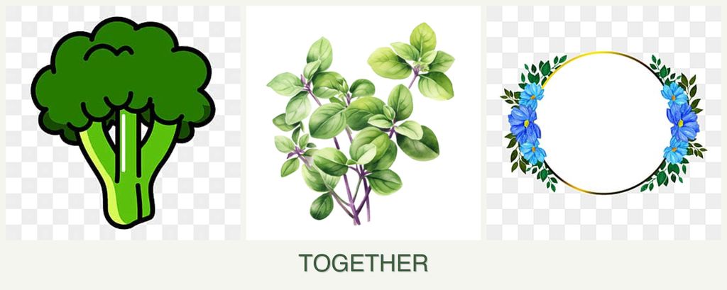 Can you plant broccoli, oregano and zinnias together?