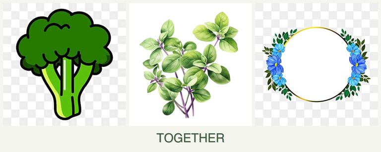 Can you plant broccoli, oregano and zinnias together?