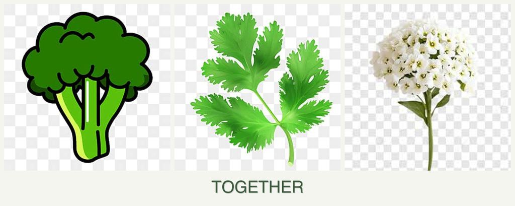Can you plant broccoli, parsley and alyssum together?