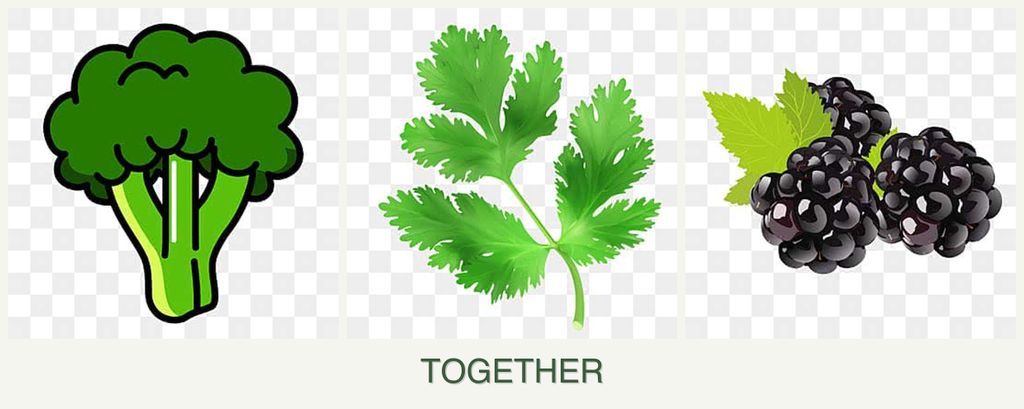 Can you plant broccoli, parsley and blackberries together?