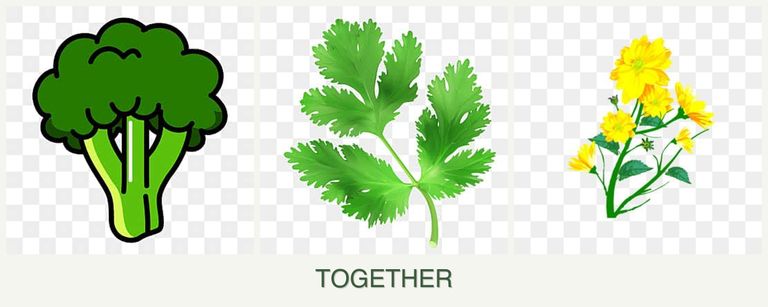 Can you plant broccoli, parsley and calendula together?