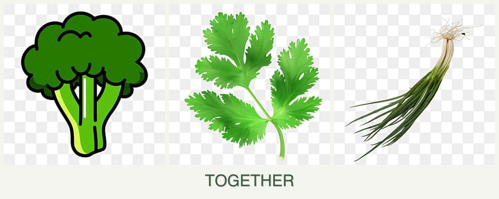Can you plant broccoli, parsley and chives together?