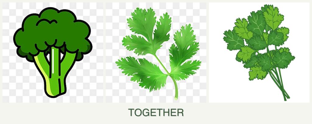 Can you plant broccoli, parsley and cilantro together?
