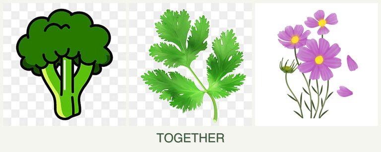 Can you plant broccoli, parsley and cosmos together?