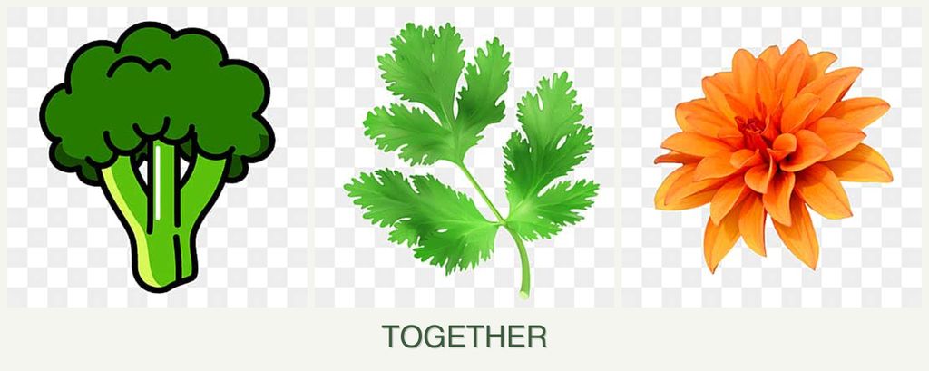 Can you plant broccoli, parsley and dahlias together?