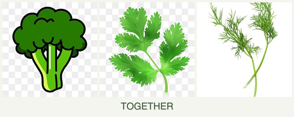 Can you plant broccoli, parsley and dill together?