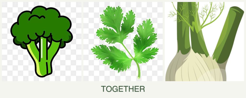 Can you plant broccoli, parsley and fennel together?