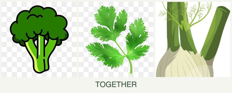 Can you plant broccoli, parsley and fennel together?