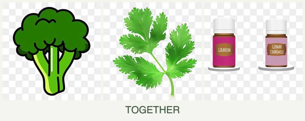 Can you plant broccoli, parsley and geraniums together?