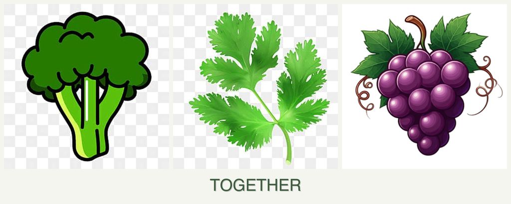 Can you plant broccoli, parsley and grapes together?