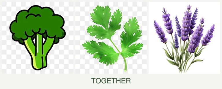 Can you plant broccoli, parsley and lavender together?