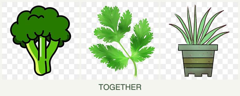 Can you plant broccoli, parsley and lemongrass together?