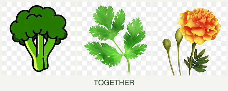Can you plant broccoli, parsley and marigolds together?