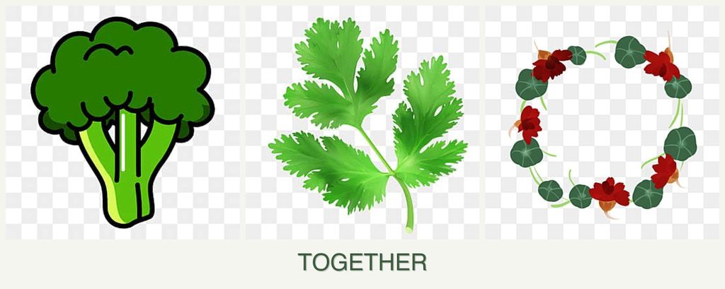 Can you plant broccoli, parsley and nasturtiums together?