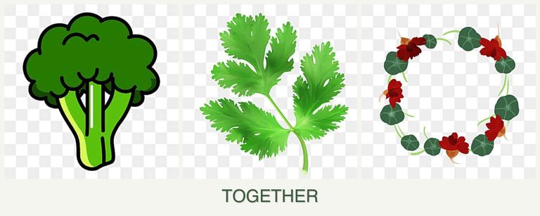 Can you plant broccoli, parsley and nasturtiums together?