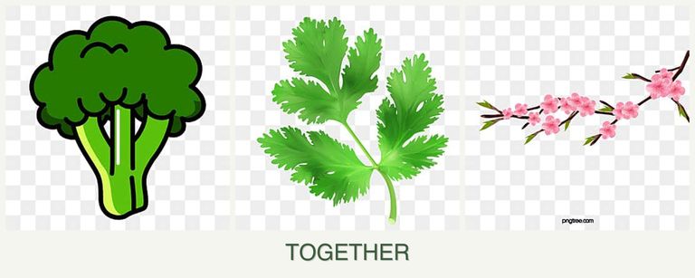 Can you plant broccoli, parsley and peaches together?