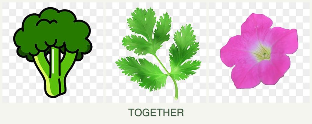 Can you plant broccoli, parsley and petunias together?