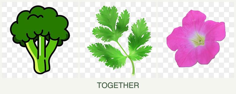 Can you plant broccoli, parsley and petunias together?