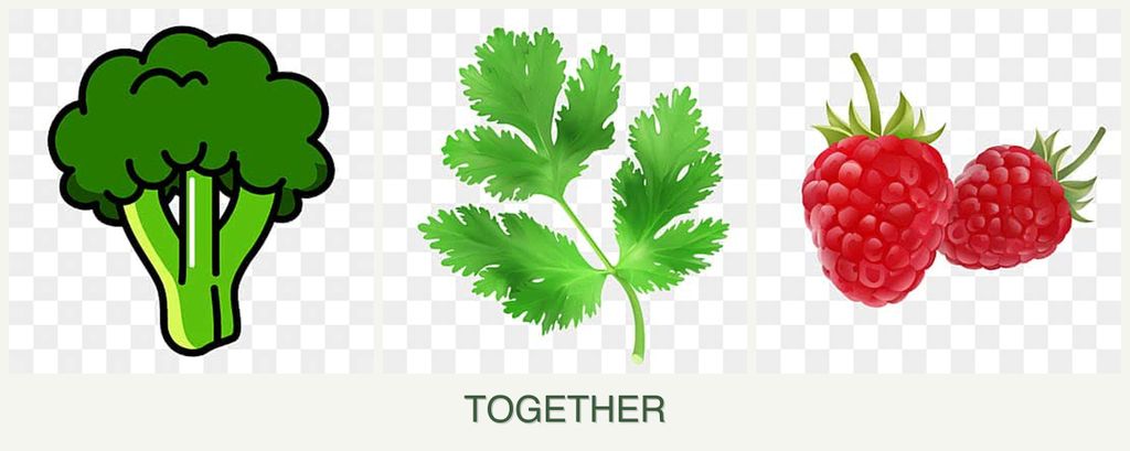 Can you plant broccoli, parsley and raspberries together?